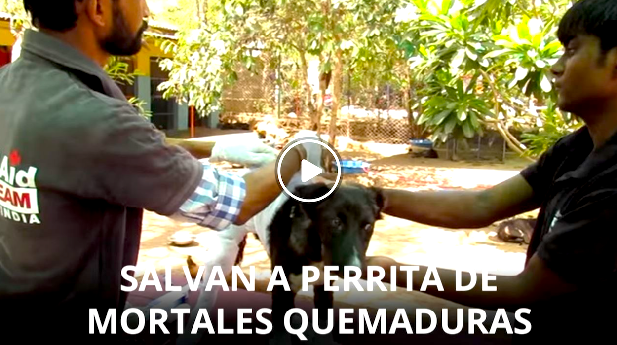 perra rescatada - Tierno Rescate: Perra Callejera Curada Por Quemaduras