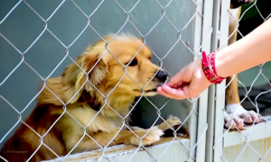 perros metro 300x180 - Una Luz Al Final Del Túnel: Salvado Animales En CDMX