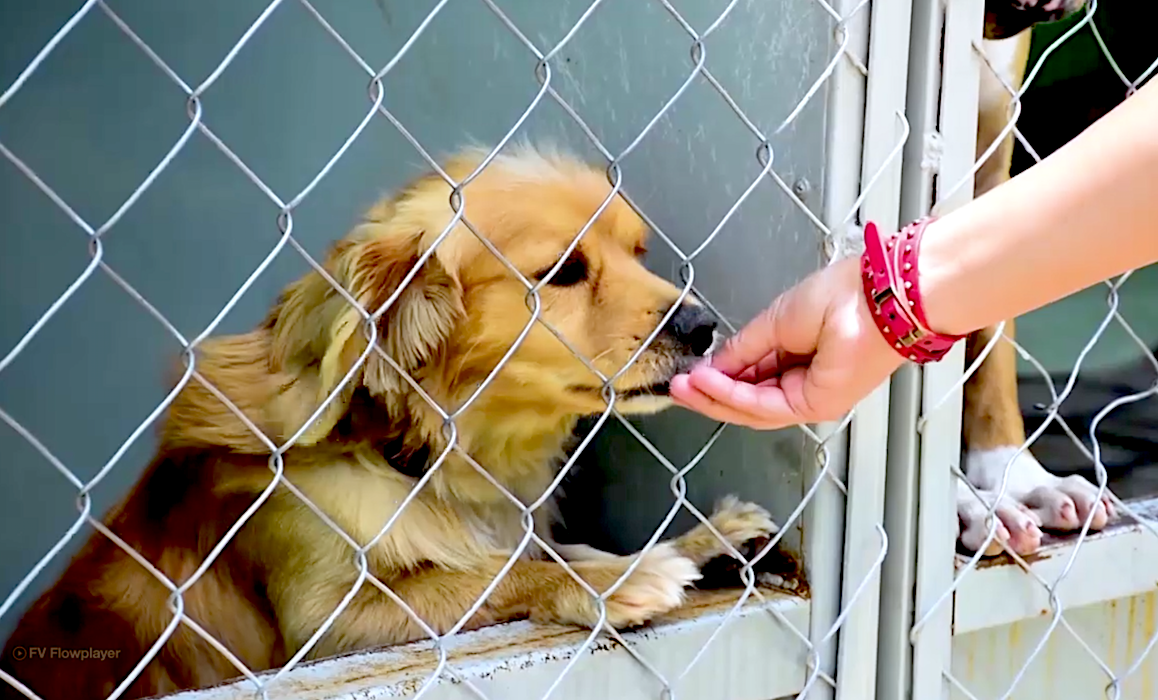 perros metro - Una Luz Al Final Del Túnel: Salvado Animales En CDMX