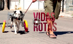 ANDADORES 300x180 - Salvando Vidas De Animales Con Andadores