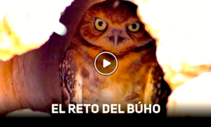 BUHO 300x180 - El Reto Del Búho ¿Te Atreves?