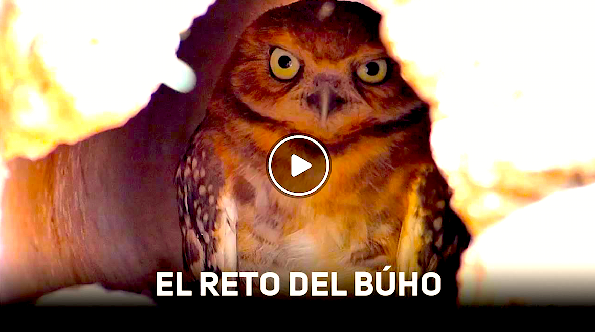 BUHO - El Reto Del Búho ¿Te Atreves?