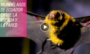 MURCIELAGOS 300x180 - Murciélagos Siembran Pánico En Ecuador