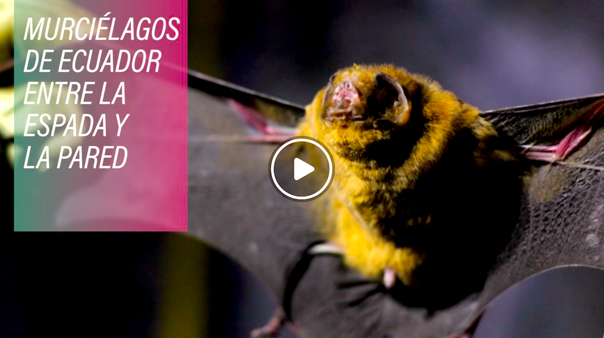 MURCIELAGOS - Murciélagos Siembran Pánico En Ecuador