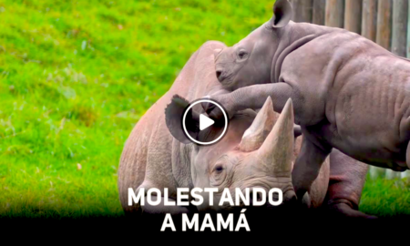 RINOCERONTE 450x270 - Tierno y Gracioso: Bebé Rinoceronte Llama La Atención