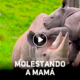 RINOCERONTE 80x80 - Tierno y Gracioso: Bebé Rinoceronte Llama La Atención