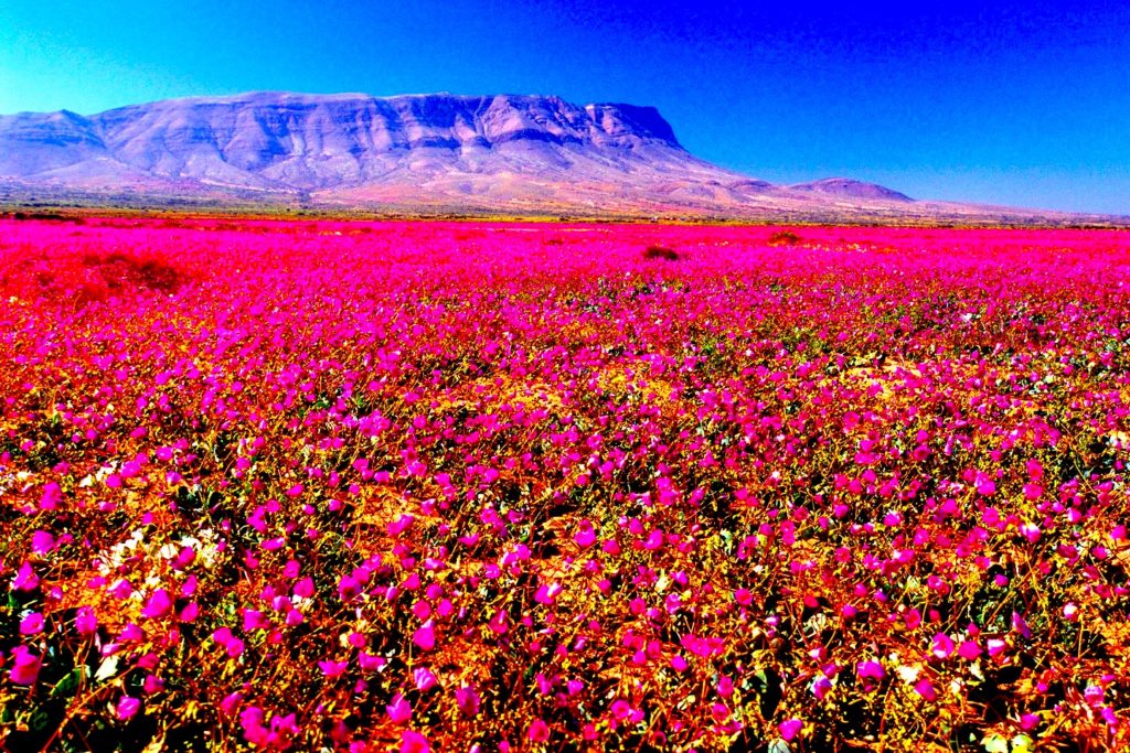 atacamaflowers@leugimfigueroa 12 1024x683 - Atacama: El Desierto Milagroso