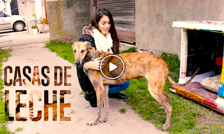 casas de leche 450x270 - Construyendo Casitas De Cartón Para Perros