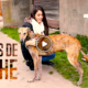casas de leche 80x80 - Construyendo Casitas De Cartón Para Perros