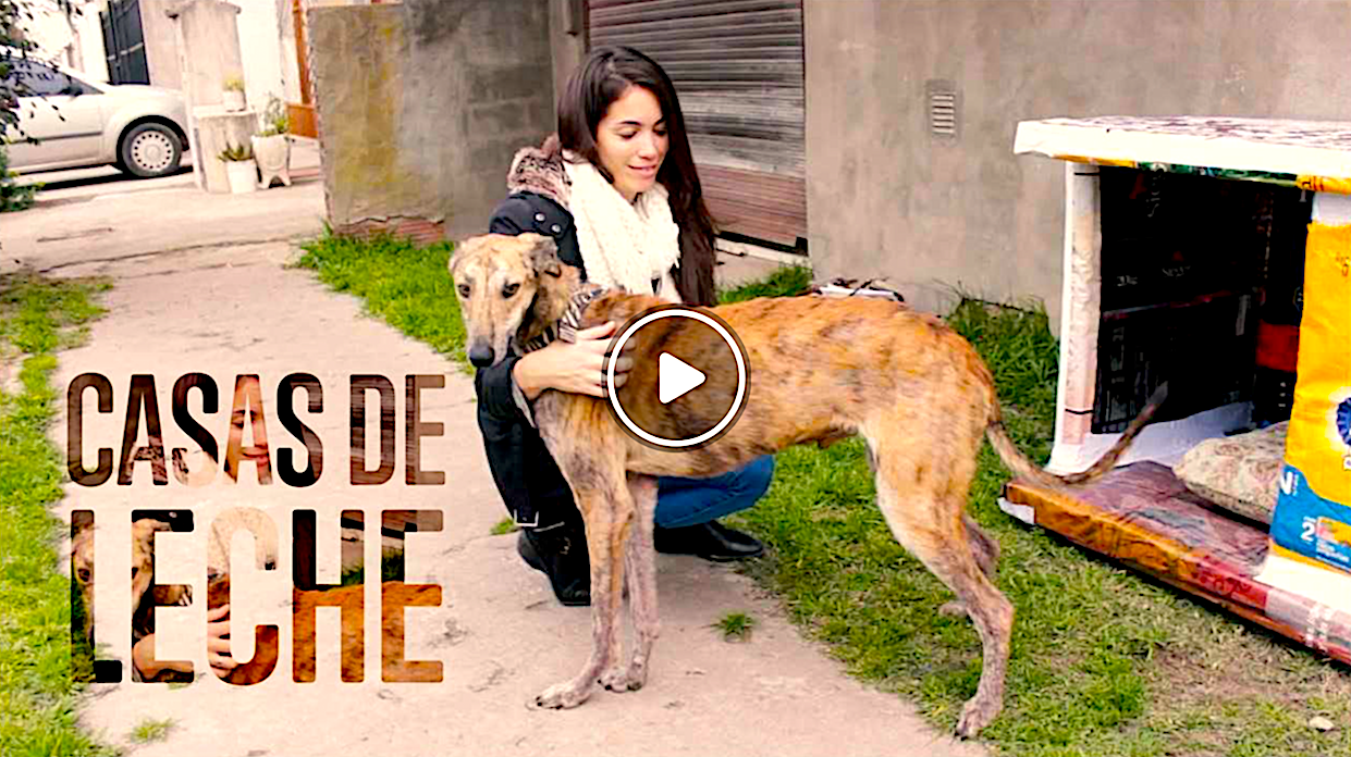 casas de leche - Construyendo Casitas De Cartón Para Perros