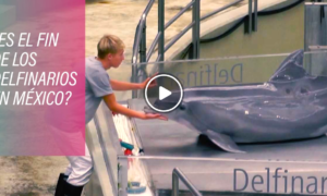 delfines 300x180 - México Dice Adiós A Los Delfines En Cautiverio