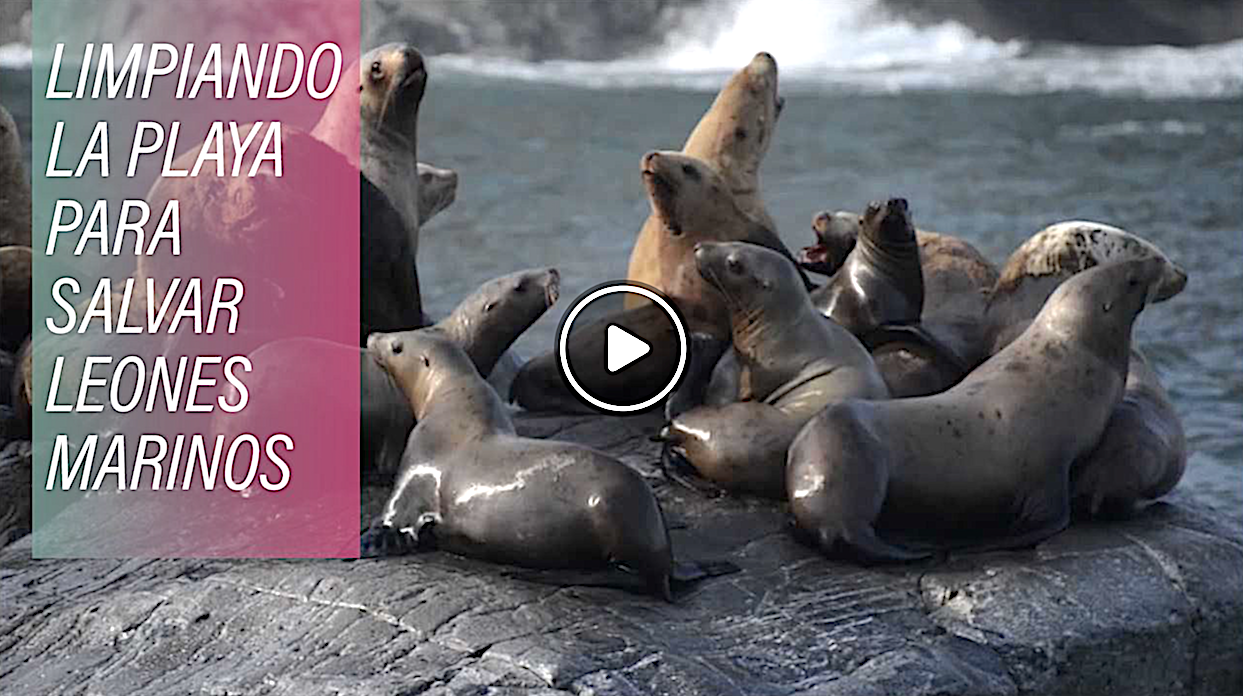 lobos de mar - Limpiando Un Puerto Para Salvar Leones Marinos