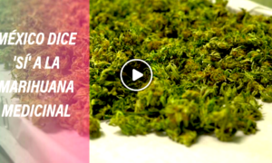 marihuana 300x180 - México Dice SI A La Marihuana Medicinal