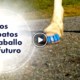 pies caballos 80x80 - Tecnología Para Que Los Caballos Paren De Sufrir