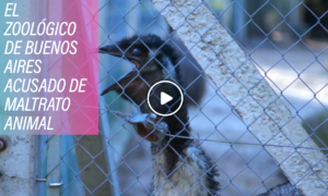 zoo 300x180 - ¿Rehabilitando El Zoológico De Buenos Aires?