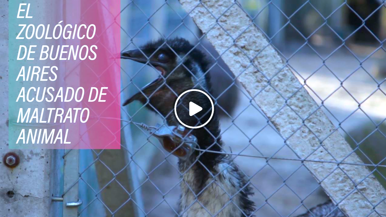 zoo - ¿Rehabilitando El Zoológico De Buenos Aires?