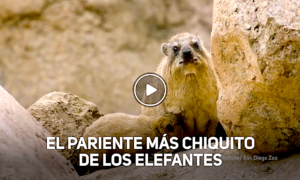 ARDILLAS 300x180 - Los Primos Más Curiosos De Los Elefantes