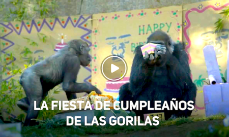 GORILAS 450x270 - ¡Fiesta De Té Para Dos Gorilas Que Cumplen 60 y 1 Años!