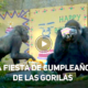 GORILAS 80x80 - ¡Fiesta De Té Para Dos Gorilas Que Cumplen 60 y 1 Años!