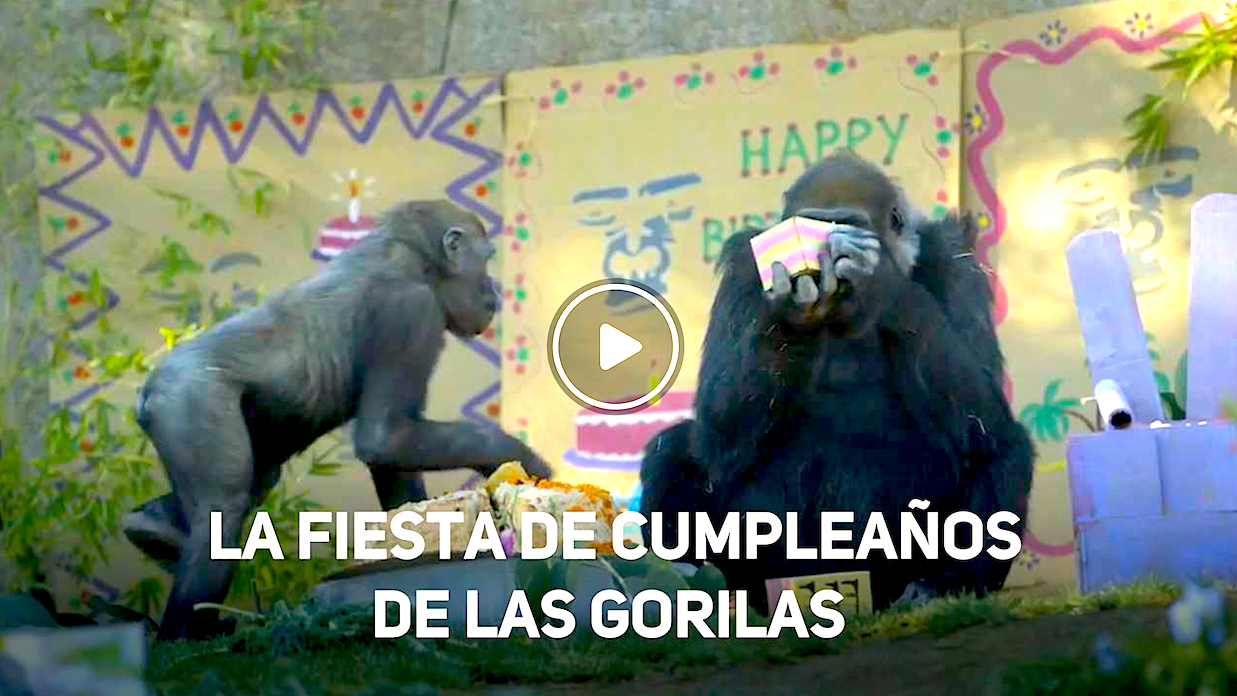 GORILAS - ¡Fiesta De Té Para Dos Gorilas Que Cumplen 60 y 1 Años!