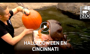 HALLZOO WEEN 300x180 - HallZOOween: El Mes Más Aterrador De Cincinnati