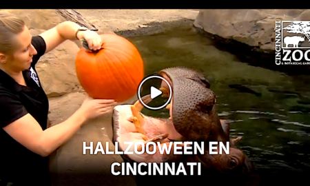 HALLZOO WEEN 450x270 - HallZOOween: El Mes Más Aterrador De Cincinnati