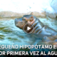 HIPOPOTAMO 80x80 - El Hipopótamo De San Diego Por Primera Vez En El Agua