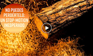 MADERA 300x180 - Las Bellas Imperfecciones De La Madera En Un Time-Lapse