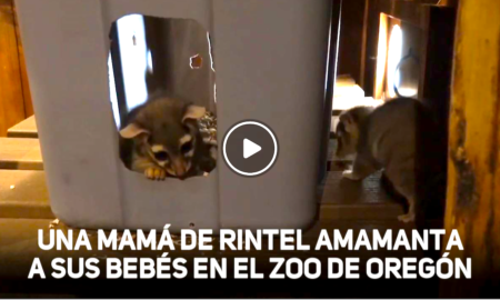 MAMA DE RINTEL 450x270 - Así Son Los Bebés De Rintel o 'Gato De Cola De Anillo'