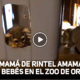 MAMA DE RINTEL 80x80 - Así Son Los Bebés De Rintel o 'Gato De Cola De Anillo'