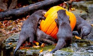 NUTRISAS EN HALLOW 300x180 - Una Calabaza, El Juguete Preferido De Estas Nutrias