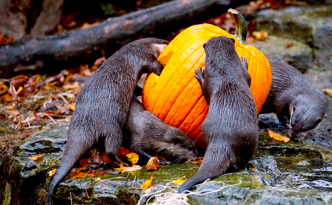 NUTRISAS EN HALLOW - Una Calabaza, El Juguete Preferido De Estas Nutrias