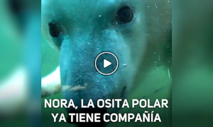 OSITA NORA 300x180 - La Osita Nora Ya Tiene Compañía