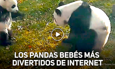 OSOS 450x270 - Los Pandas Bebés Gigantes Del Zoológico De Toronto