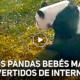 OSOS 80x80 - Los Pandas Bebés Gigantes Del Zoológico De Toronto