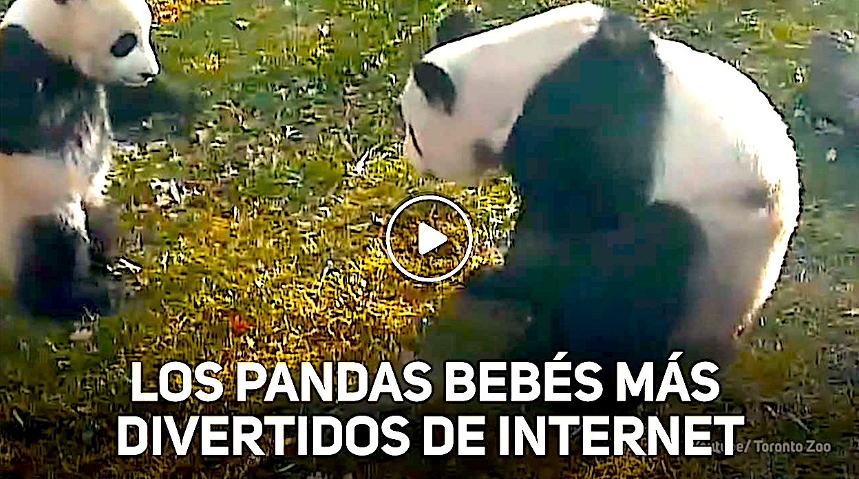 OSOS - Los Pandas Bebés Gigantes Del Zoológico De Toronto