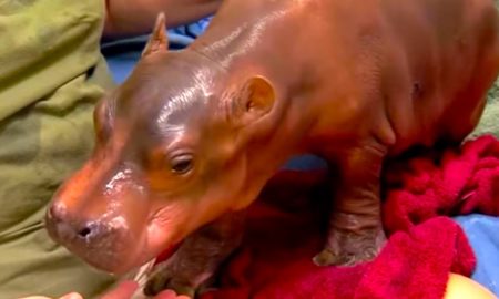 baby hippo walks 450x270 - Fiona: La Hipopótamo Que Baila Ballet