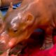 baby hippo walks 80x80 - Fiona: La Hipopótamo Que Baila Ballet
