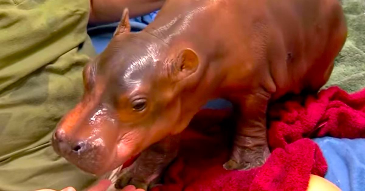 baby hippo walks - Fiona: La Hipopótamo Que Baila Ballet