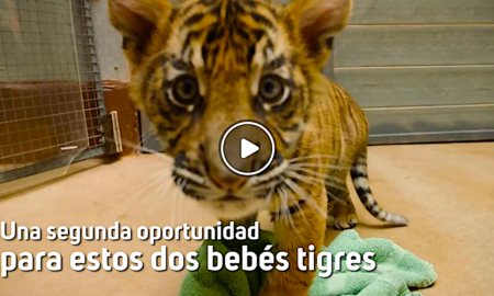 tigres sistos 450x270 - Una Segunda Oportunidad Para Estos Dos Bebés Tigres