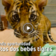 tigres sistos 80x80 - Una Segunda Oportunidad Para Estos Dos Bebés Tigres