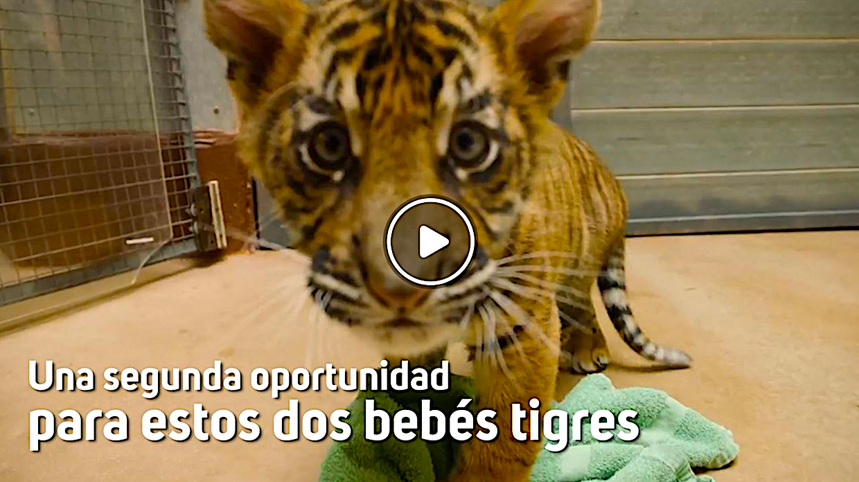 tigres sistos - Una Segunda Oportunidad Para Estos Dos Bebés Tigres