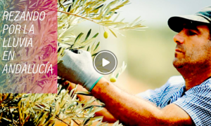ACEITUNAS 300x180 - La Comida Mediterránea Que Ahora Escasea