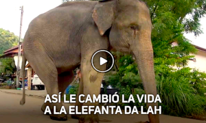 ELEFANTE DA LAH 300x180 - El Comienzo De Una Nueva Vida
