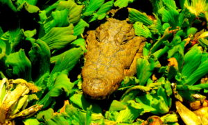 crock 300x180 - Domando Cocodrilos