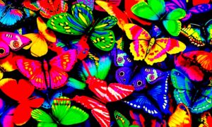 mariposas de colores 300x180 - Mariposas Muertas