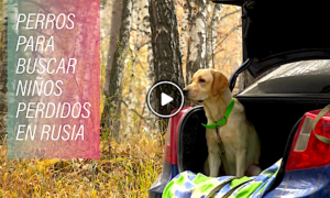 perros 300x180 - Buscando A Los Niños Perdidos De Rusia