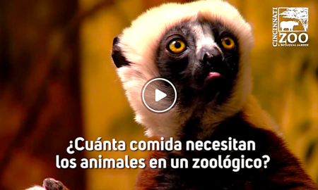 zoo cincinati 450x270 - Zoológico De Cincinnati: ¿Cuánto Comen Los Animales?