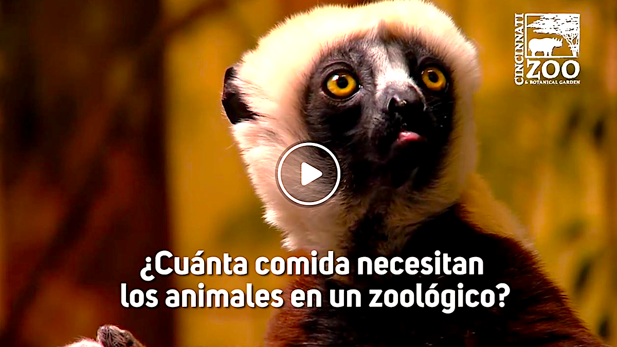 zoo cincinati - Zoológico De Cincinnati: ¿Cuánto Comen Los Animales?