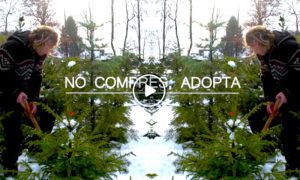 ADOPTA 300x180 - No Compres Un Árbol De Navidad, ¡Adóptalo!